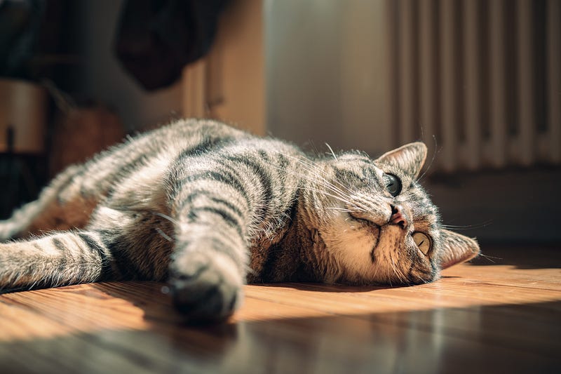 A serene indoor environment for cats during a heatwave