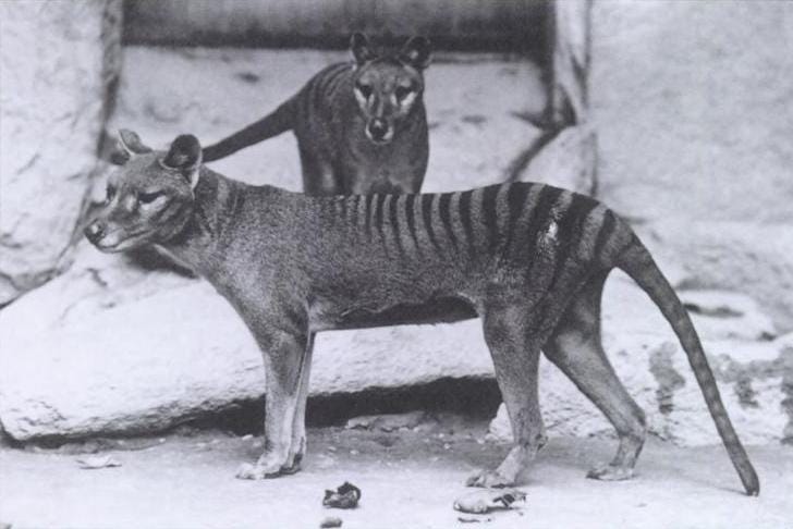 Tasmanian tiger in its natural habitat