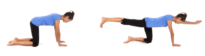 Bird dog exercise for core stability