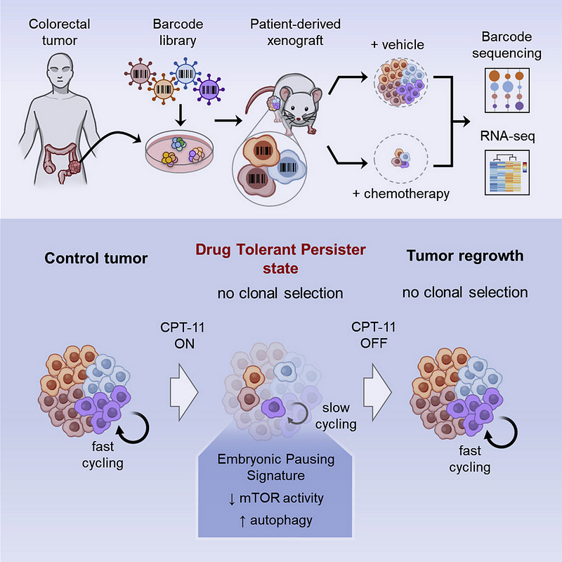 Researchers analyzing cancer cell behavior during treatment