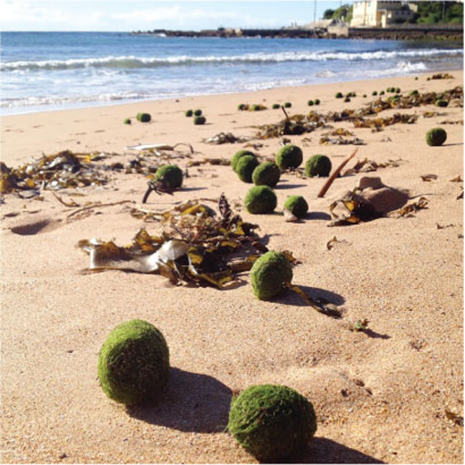 Algal balls discovered on Dee Why Beach