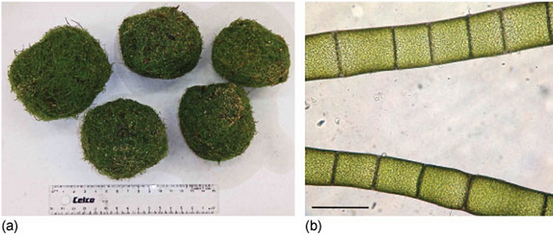 Algal balls measured with a ruler for scale