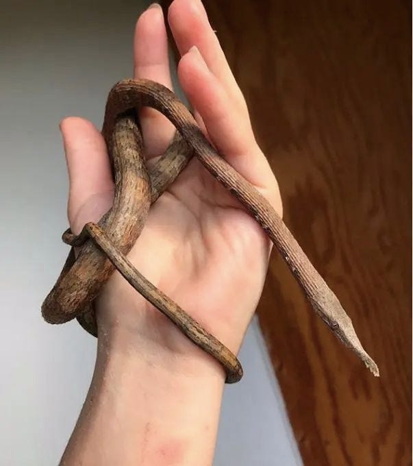 Madagascar leaf-nosed snake mimicking a branch