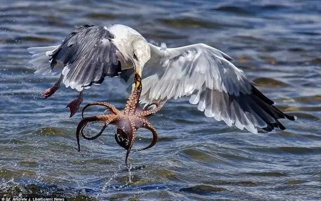 Octopus catching a bird