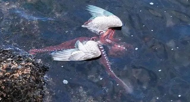 Seabird dragged underwater by an octopus