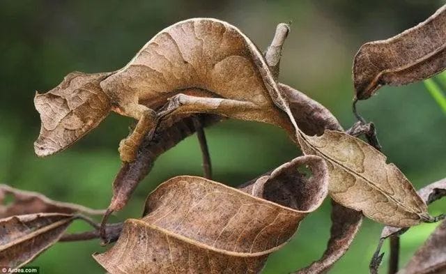 Satanic leaf-tailed gecko blending into its surroundings