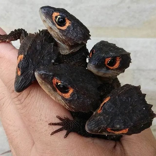 Red-eyed eagle lizard with a unique appearance