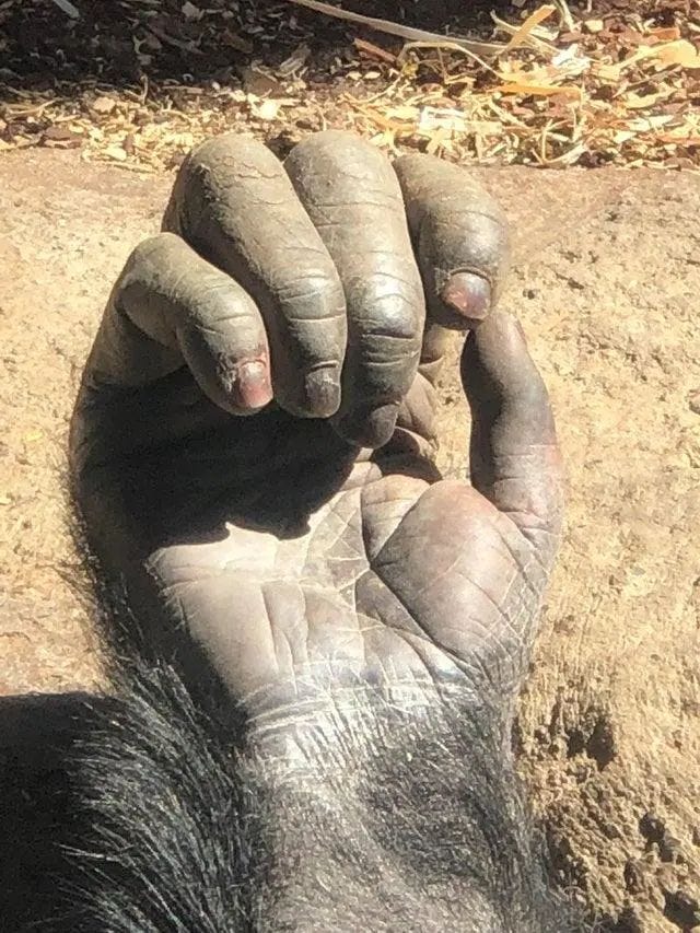 Close-up of a chimpanzee's hand