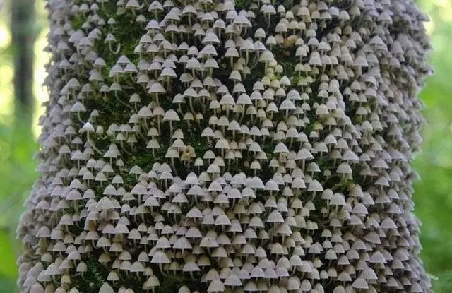 Tree trunk covered in tiny mushrooms