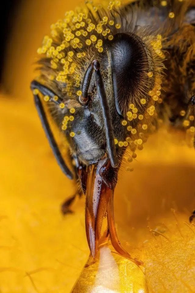 Bee covered in zucchini pollen