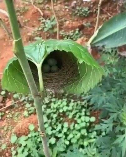 Bird's nest hidden under a leaf