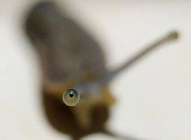 Snail's eye in a close-up view