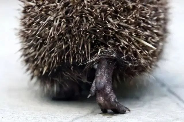 Close-up of hedgehog feet