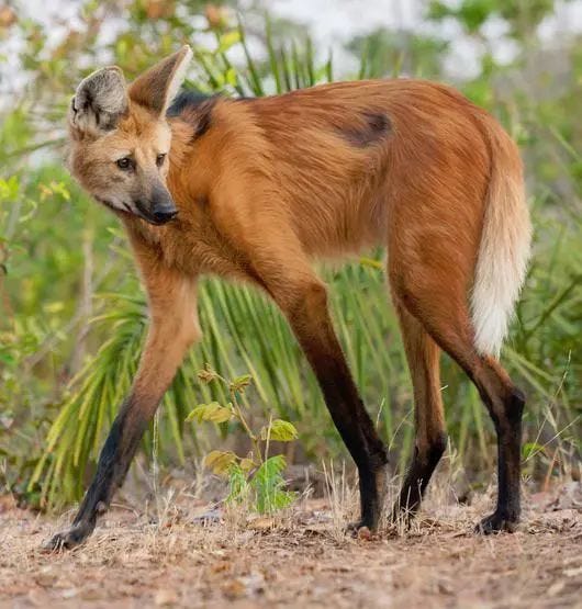 Maned wolf showcasing its unique features