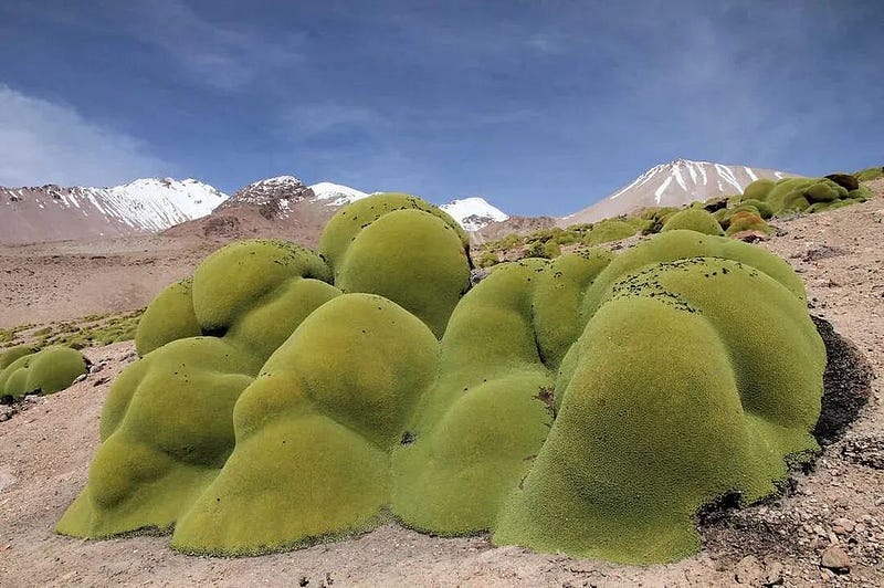 Yareta plant from South America