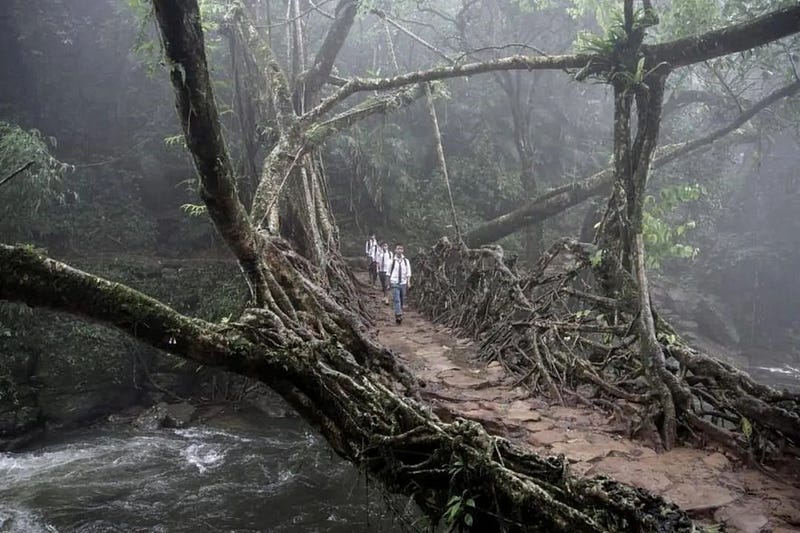 Living root bridges in India