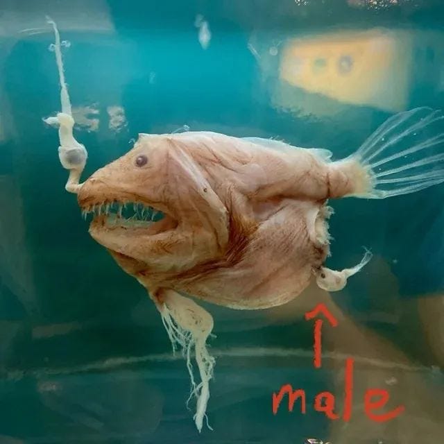 Anglerfish male and female relationship