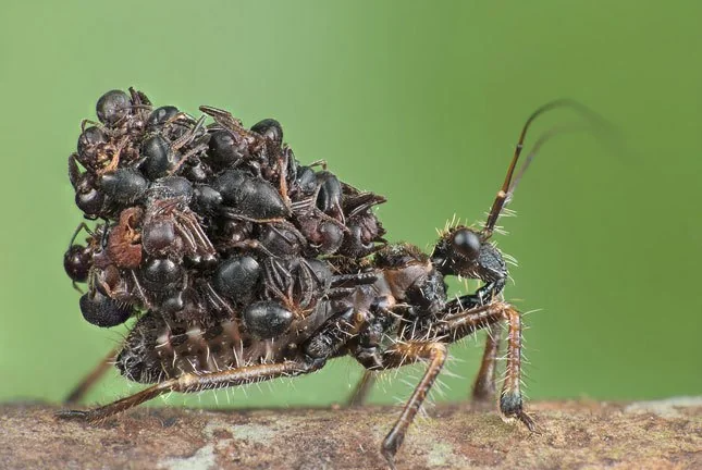 Bug bug camouflaging with prey