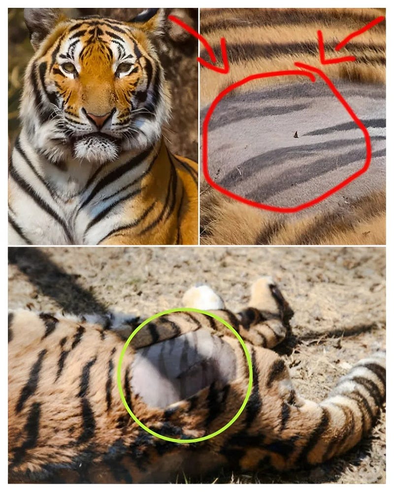 Tiger skin patterns