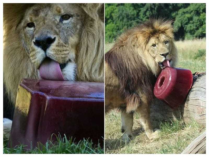 Blood popsicles for zoo lions