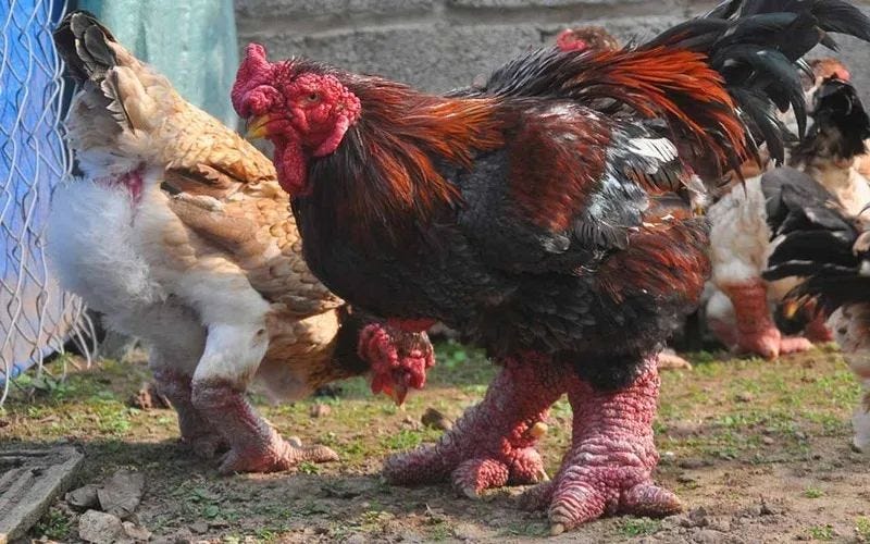 Dong Tao chicken with large feet