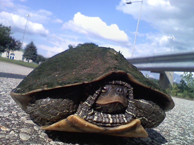 Capturing wildlife on the road