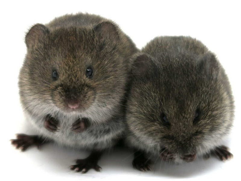 Prairie voles exhibiting social behavior