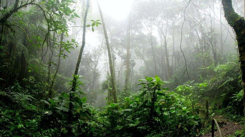 Research on black soil microorganisms