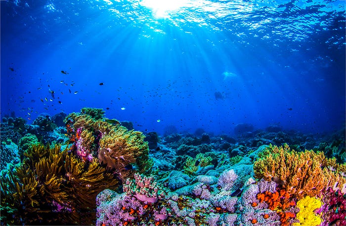 Coral bleaching due to increased ocean temperatures