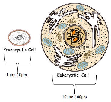 Evolution of Early Multicellular Life