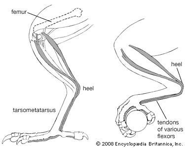 Tendon mechanics in bird feet