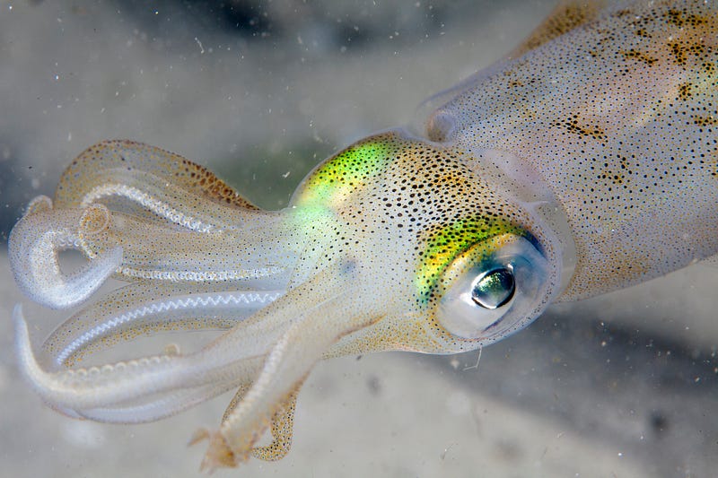 Adaptive insulation inspired by squid skin