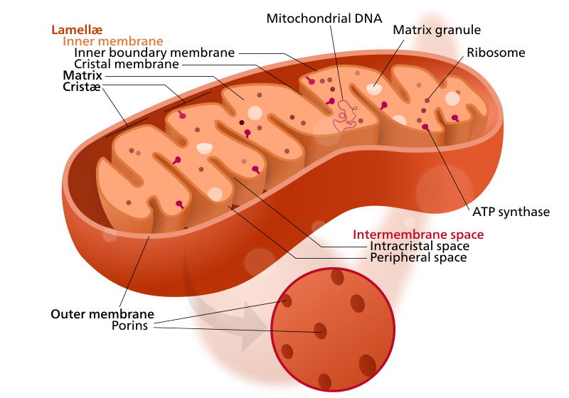 Mitochondrial structure diagram