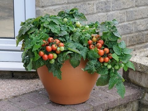 Tomato plants growing in a controlled environment