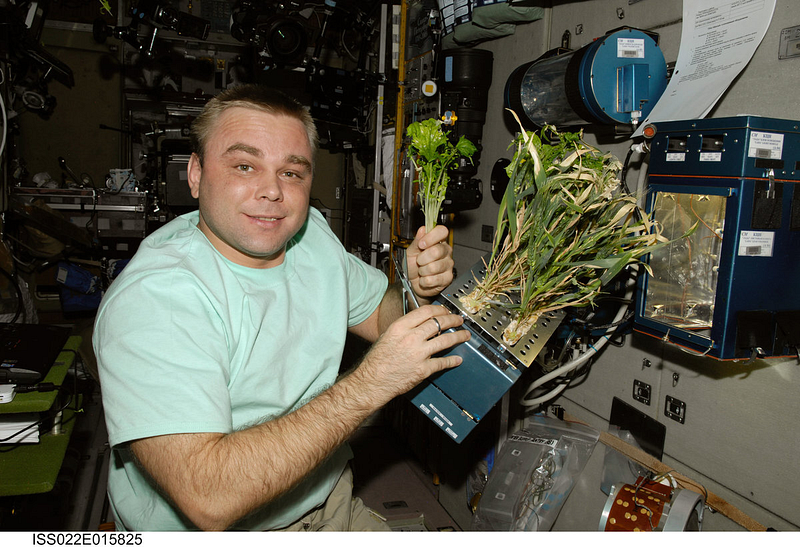 Greenery cultivated aboard the ISS