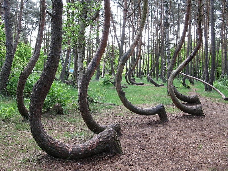 Curved trees of the Crooked Forest