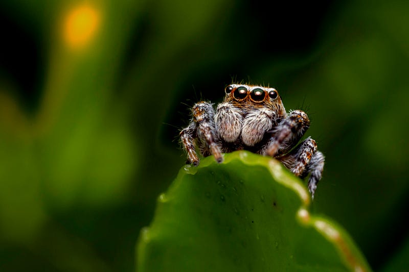 Cute Jumping Spider