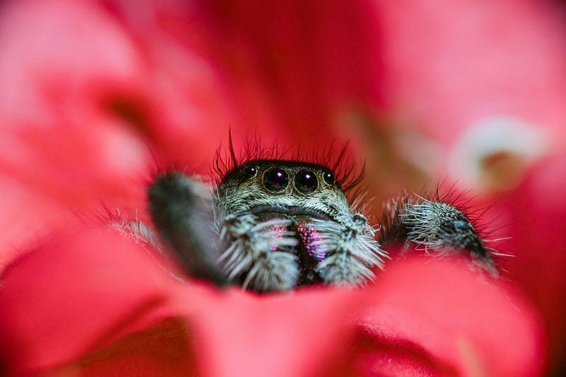 Another adorable Jumping Spider