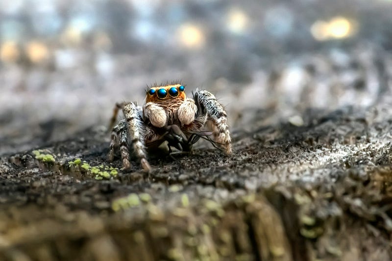 Another Adorable Jumping Spider