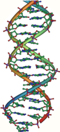 DNA double helix structure