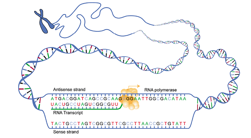 RNA polymerase reading DNA information