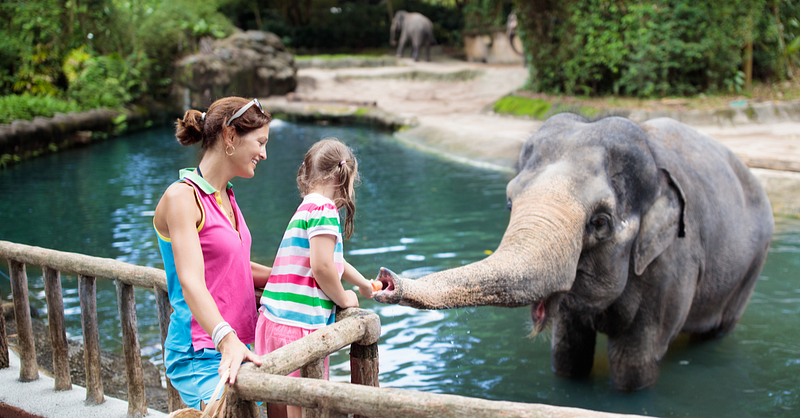 Family feeding an elephant in a zoo.